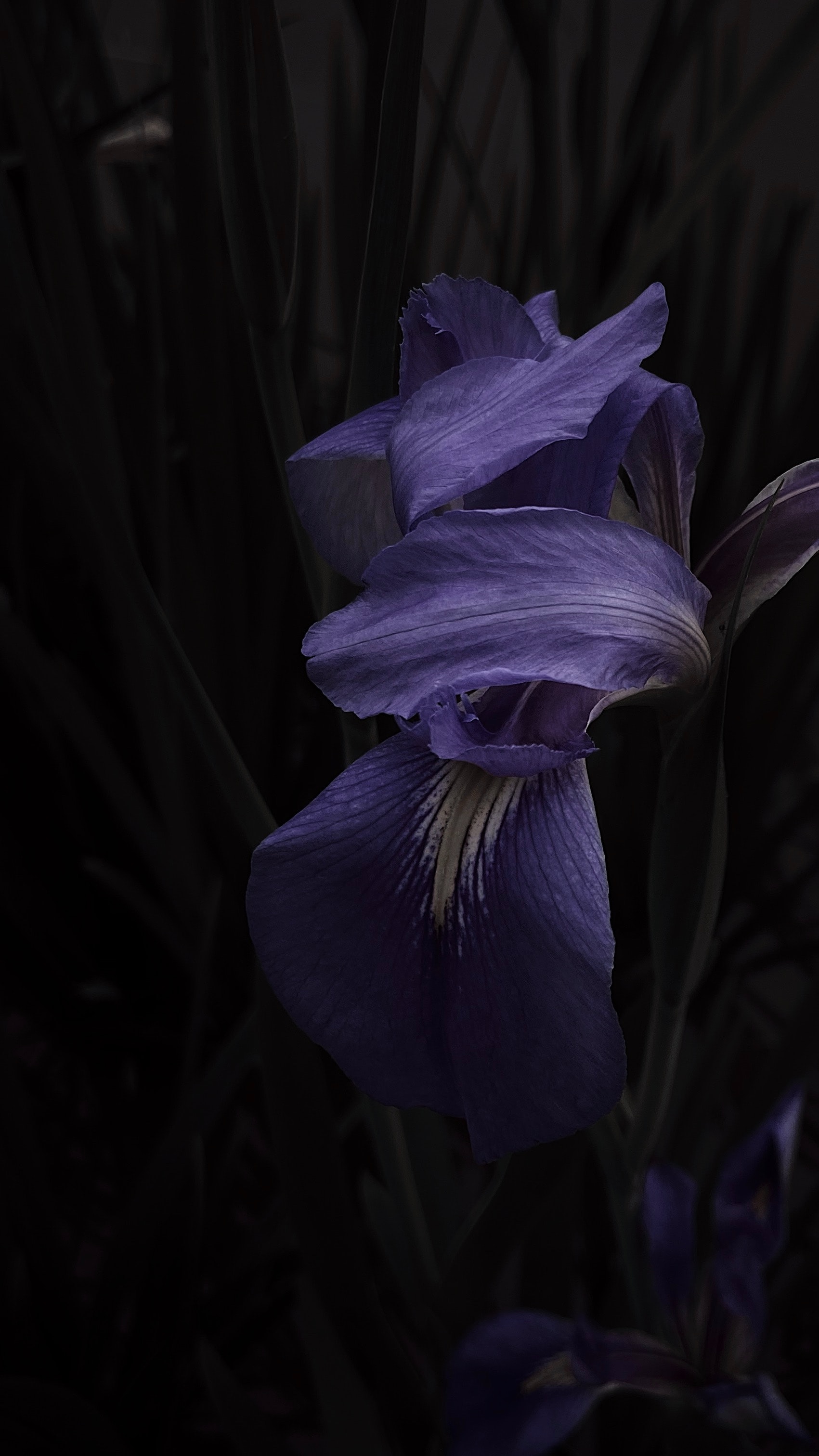 Sweet Iris
